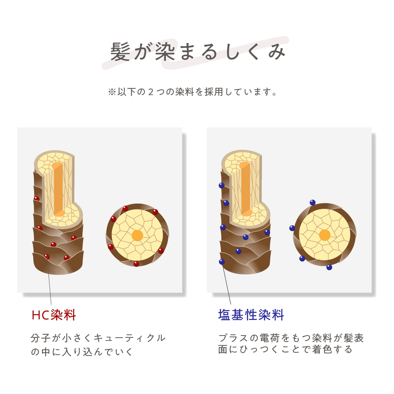 髪が染まるしくみはHC染料と塩基性染料を採用しているから